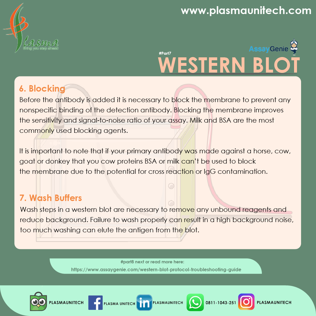 What is Western Blot? #Part7